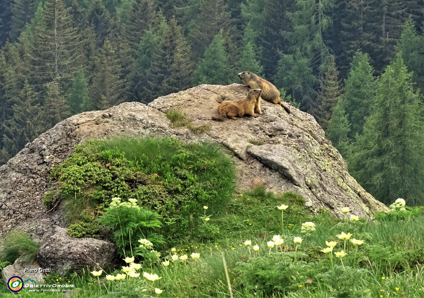 92 Marmotte in comoda sentinella su grossi massi.JPG